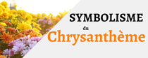 Chrysanthème: Signification et Origine