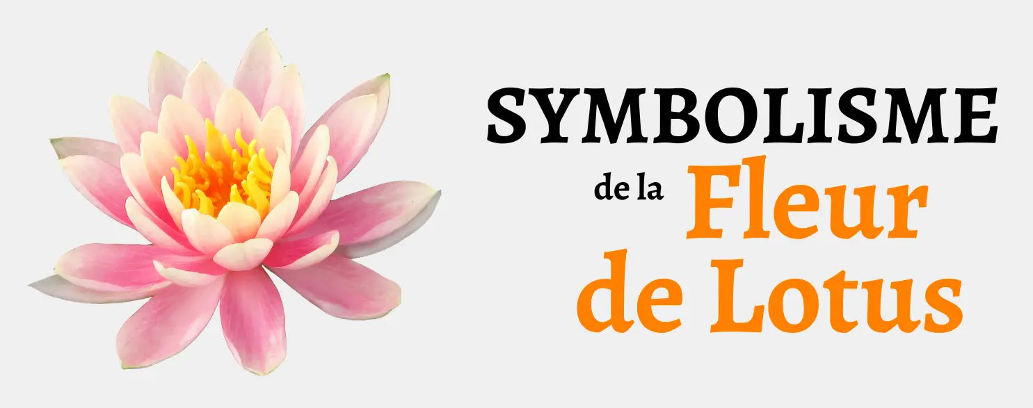 Fleur de Lotus : Signification & Origine