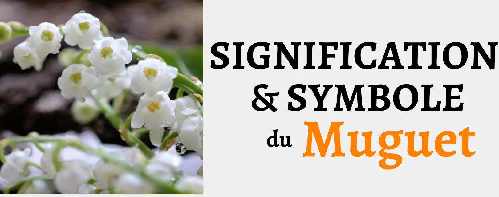 Signification & Symbole du Muguet