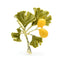 Broche Ginkgo | Dame Fleur
