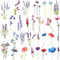 Tatouage Éphémère Fleur de Lavande – Style Aquarelle | Dame