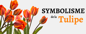 Symbolisme de la Tulipe - Origine & Signification
