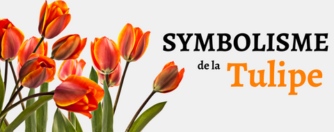 Symbolisme de la tulipe