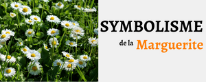 Symbolisme de la Marguerite - Origine & Signification