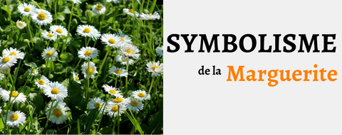 Symbolisme de la Marguerite