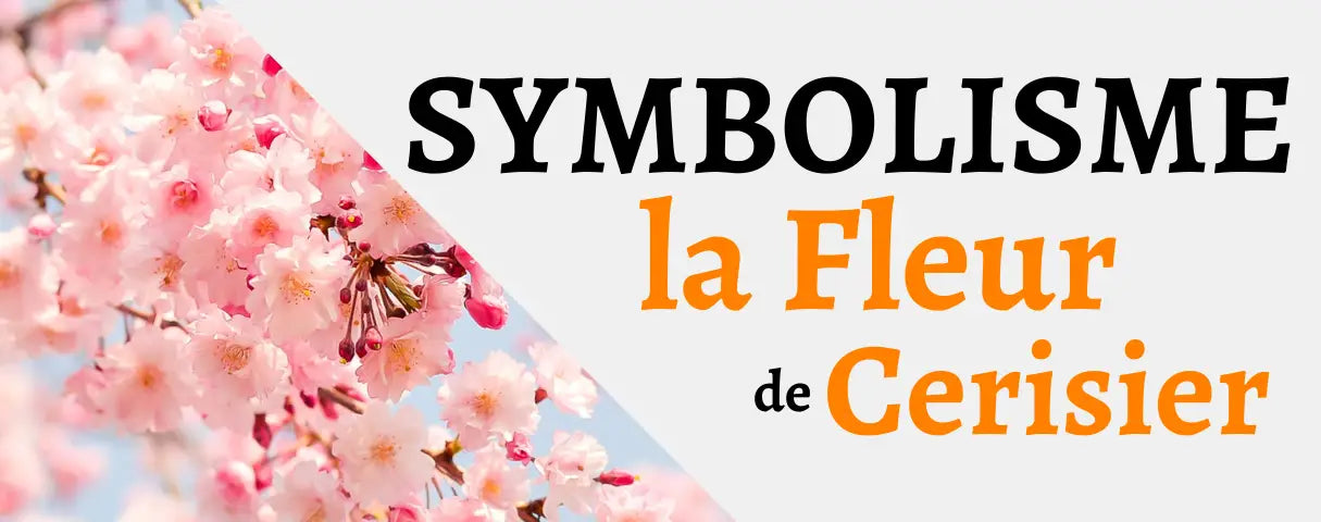 Fleur de Cerisier : Signification, Couleurs et Symbolisme