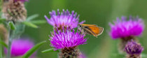Fleur de Chardon Signification