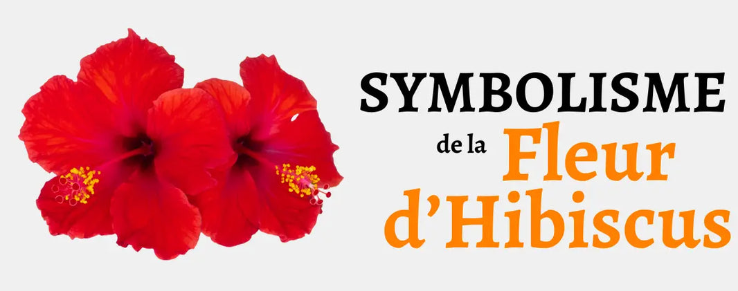 Fleur d’hibiscus: Signification & Origine