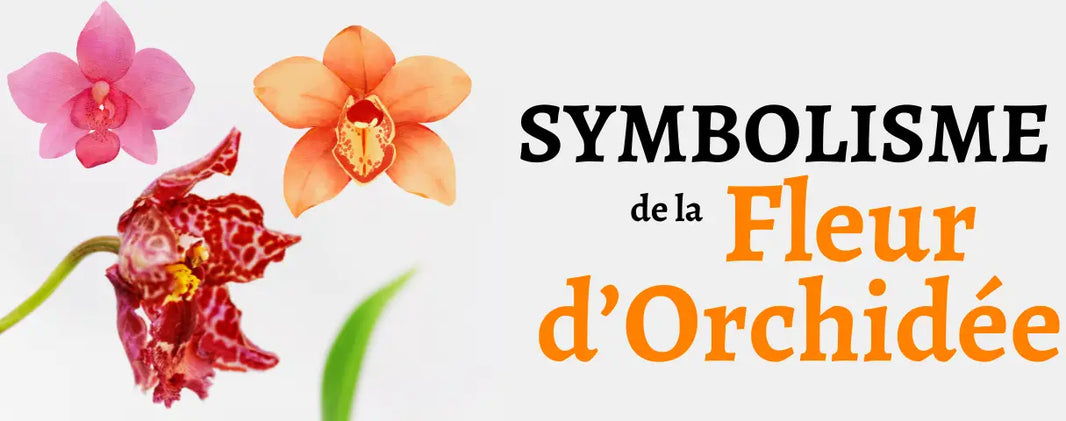 Fleur Orchidée Signification