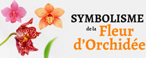 Fleur Orchidée Signification