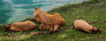 capybara