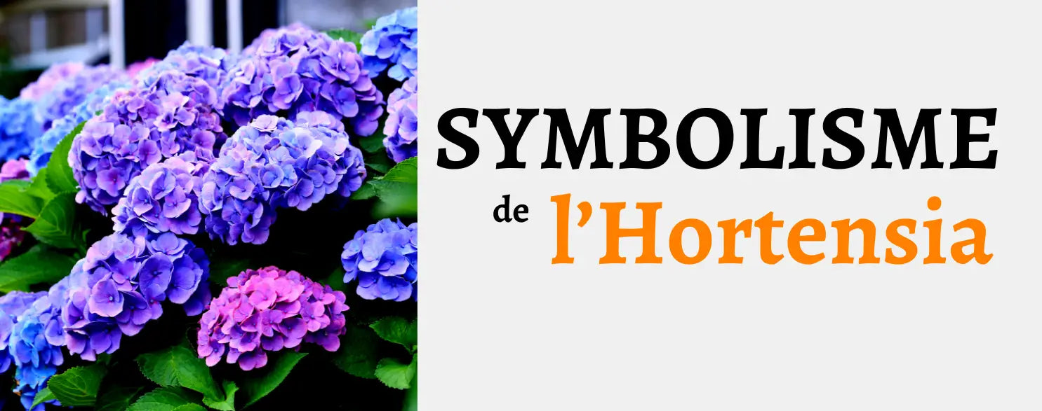 Hortensia : Signification & Symbole