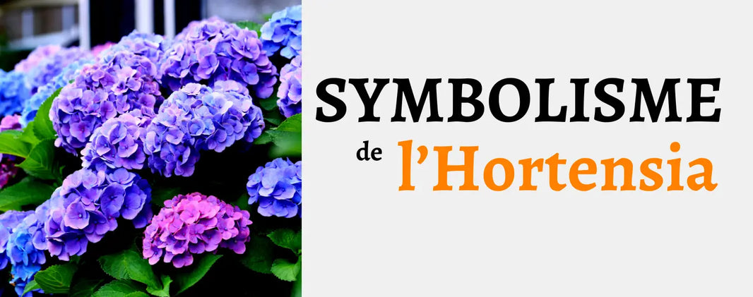 Hortensia : Signification & Symbole
