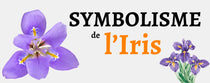 Iris : Signification & Symbole