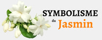 jasmin fleur signification