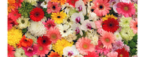 Les 10 plus belles fleurs du monde