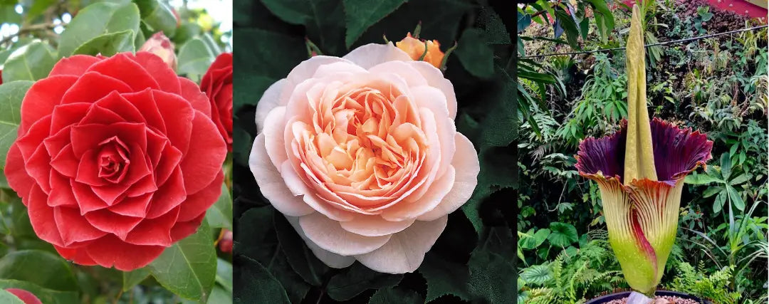 fleur rare en photo