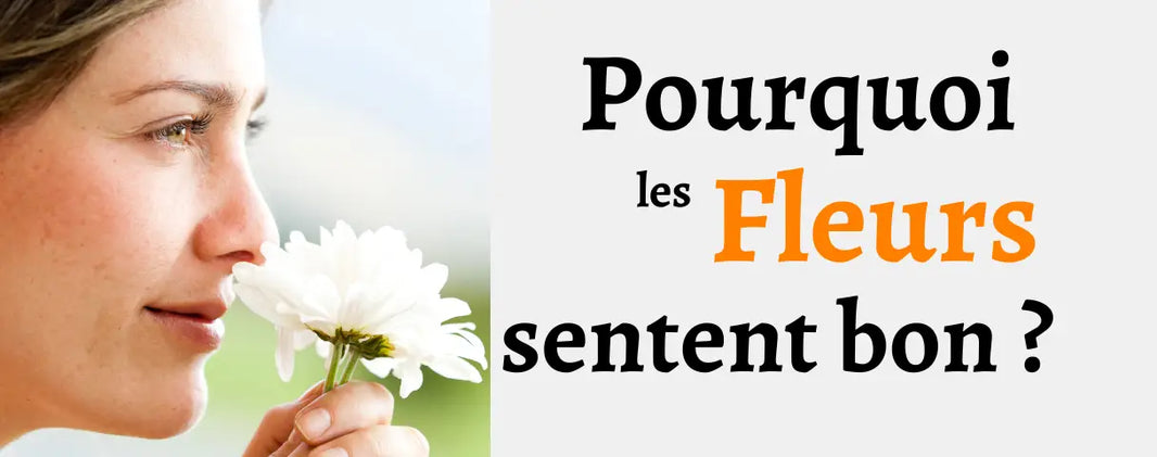 Pourquoi les fleurs sentent-elles bon ?
