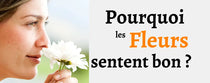 Pourquoi les fleurs sentent-elles bon ?