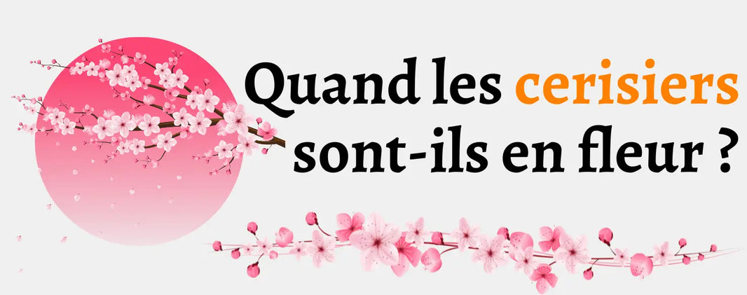 Quand les cerisiers sont-ils en fleurs ? blog Dame Fleur