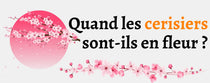 Quand les cerisiers sont-ils en fleurs ? blog Dame Fleur