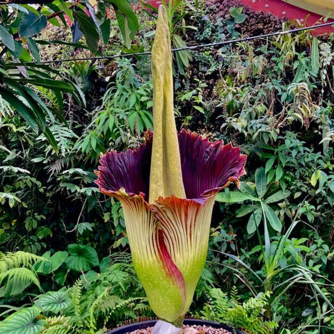 Nom de Fleur Rare: Découvrez 7 Merveilles Botaniques