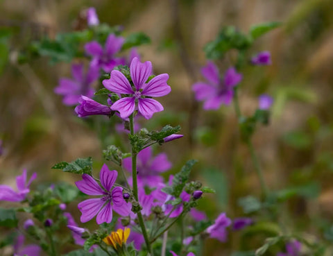 Nom de Fleur Rare: Découvrez 7 Merveilles Botaniques