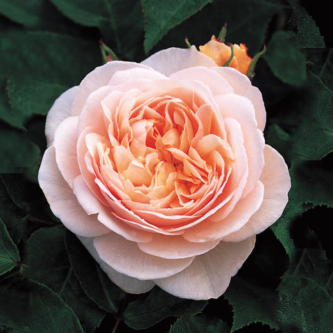 Nom de Fleur Rare: Découvrez 7 Merveilles Botaniques