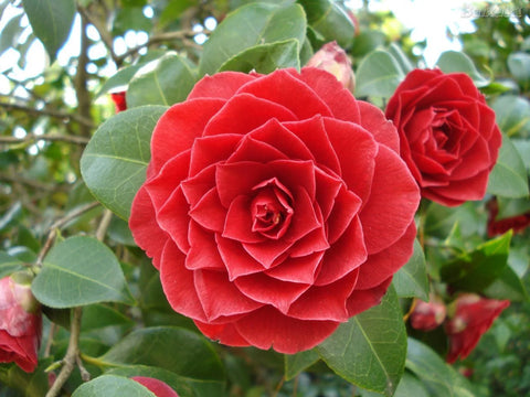 Nom de Fleur Rare: Découvrez 7 Merveilles Botaniques