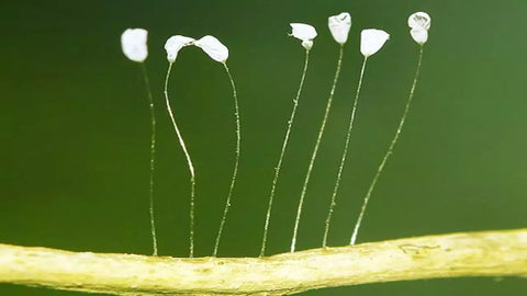 Nom de Fleur Rare: Découvrez 7 Merveilles Botaniques