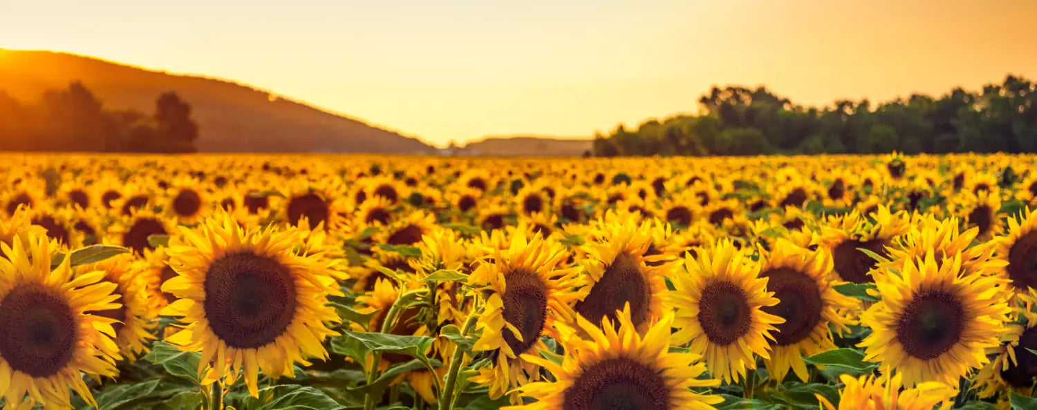 champ de tournesol