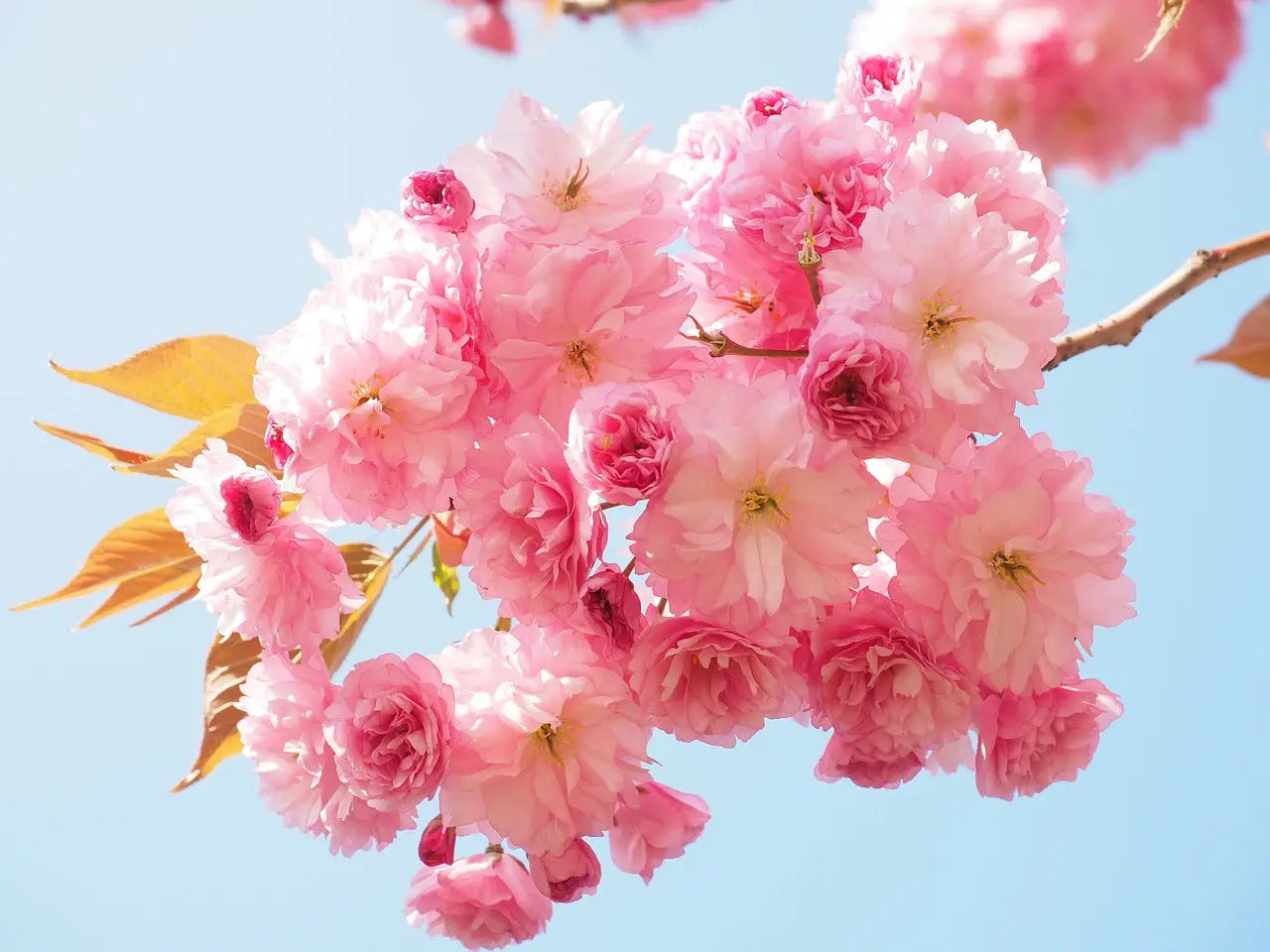 Fleur de Cerisier: Signification Couleurs et Symbolisme
