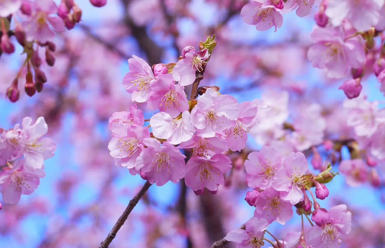 Les 10 plus belles fleurs du monde