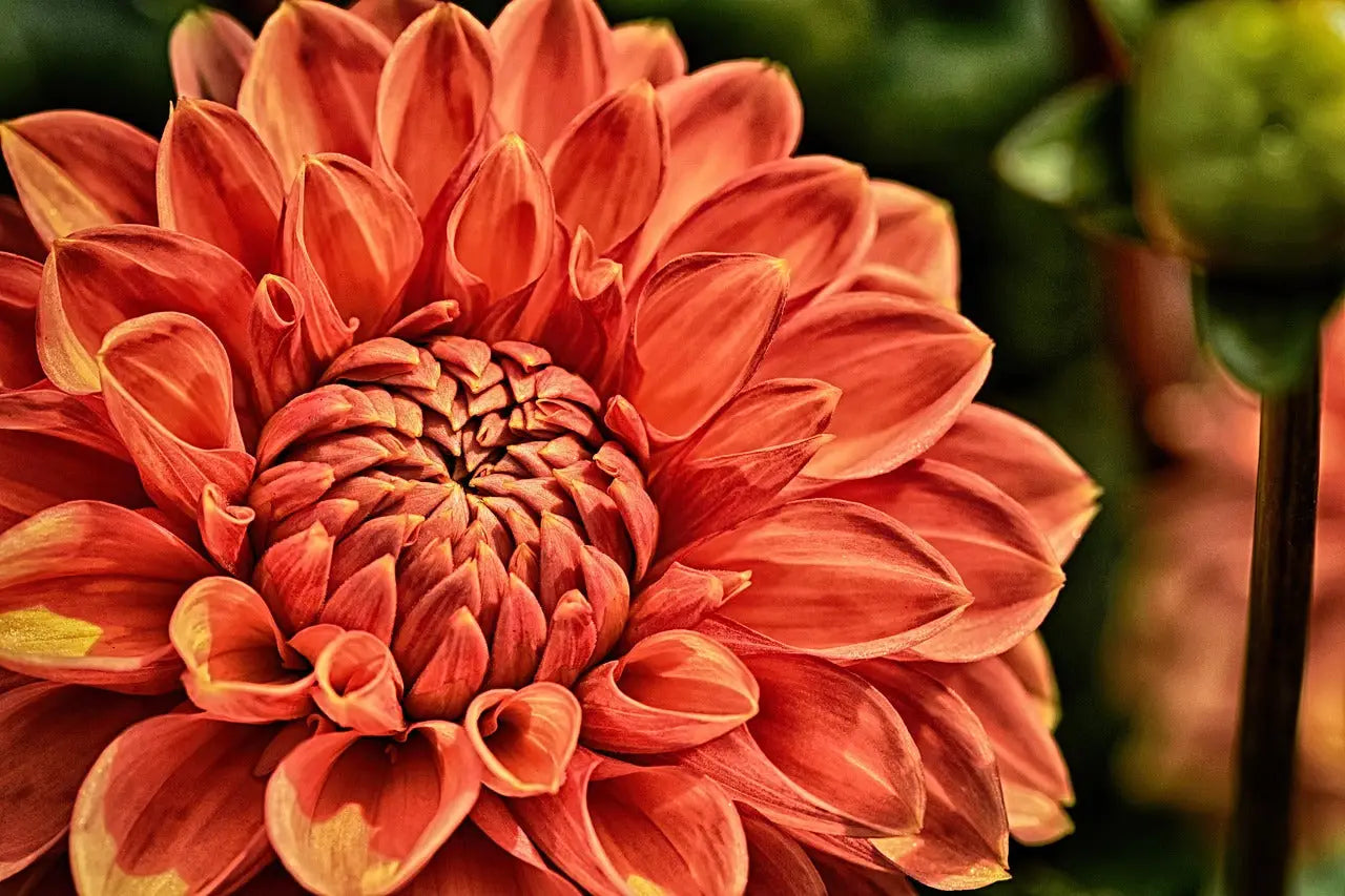 Les 10 plus belles fleurs du monde