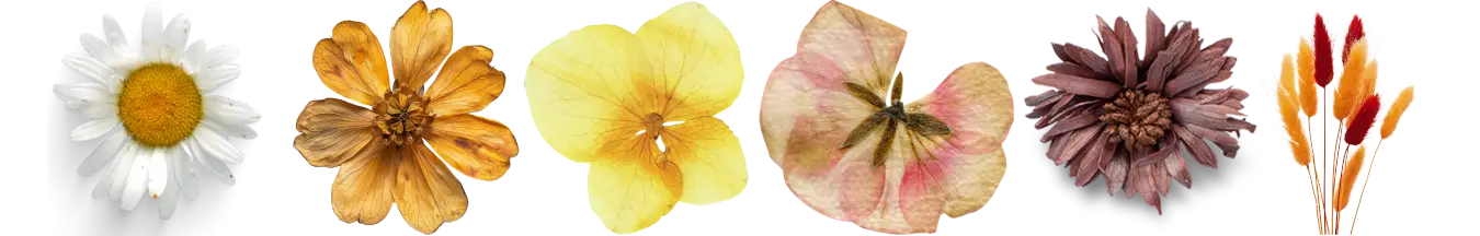 Comment faire sécher des fleurs fraîches ? [Vidéo]