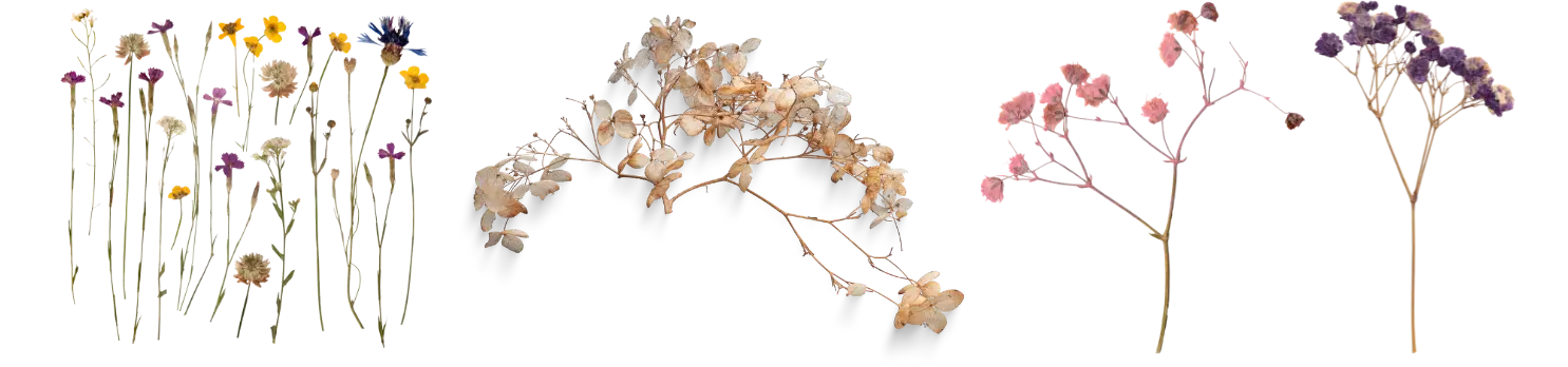 Comment faire sécher des fleurs fraîches ? [Vidéo]