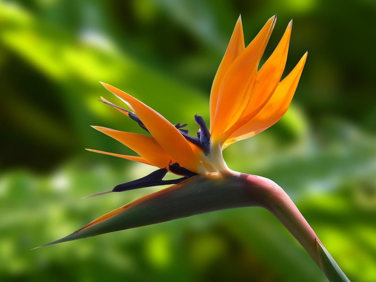 Les 10 plus belles fleurs du monde