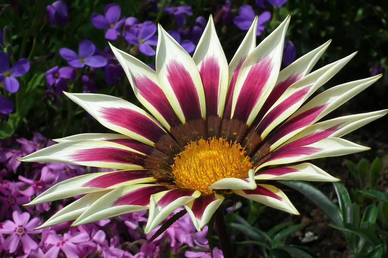 Les 10 plus belles fleurs du monde