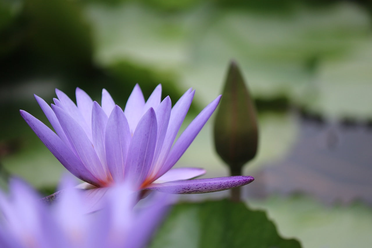 Les 10 plus belles fleurs du monde