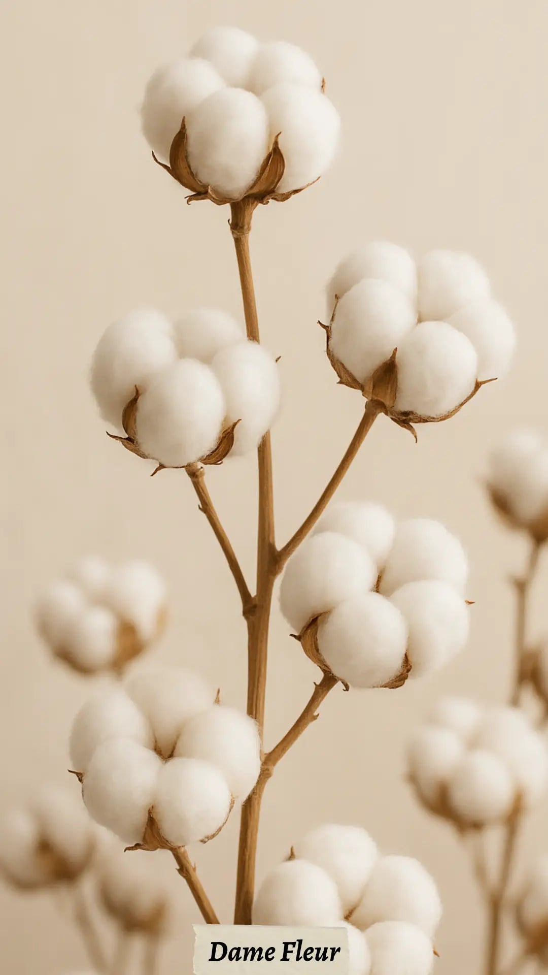 Fond d’écran fleur de coton pour Téléphone – Gratuit HD