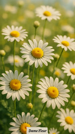 Fond d’écran marguerite fleurs pour Téléphone – Gratuit HD - Vignette | Dame Fleur