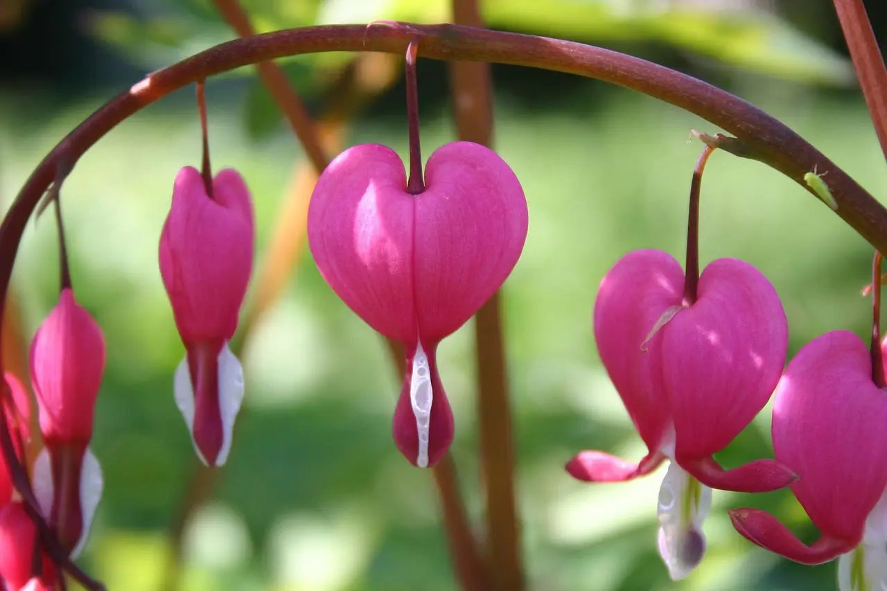 Les 10 plus belles fleurs du monde