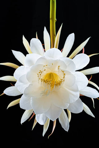 Nom de Fleur Rare: Découvrez 7 Merveilles Botaniques