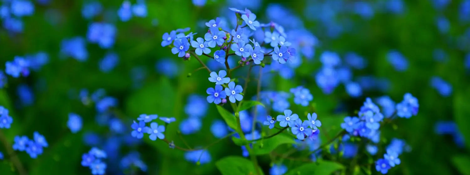 fleur myosotis