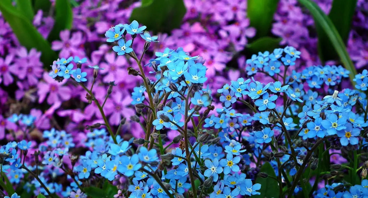 Myosotis: Signification & Origine