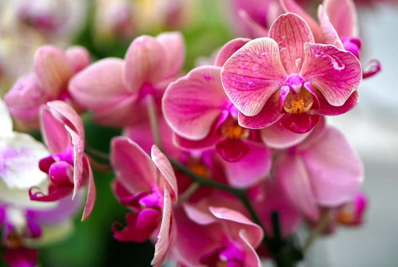 Les 10 plus belles fleurs du monde