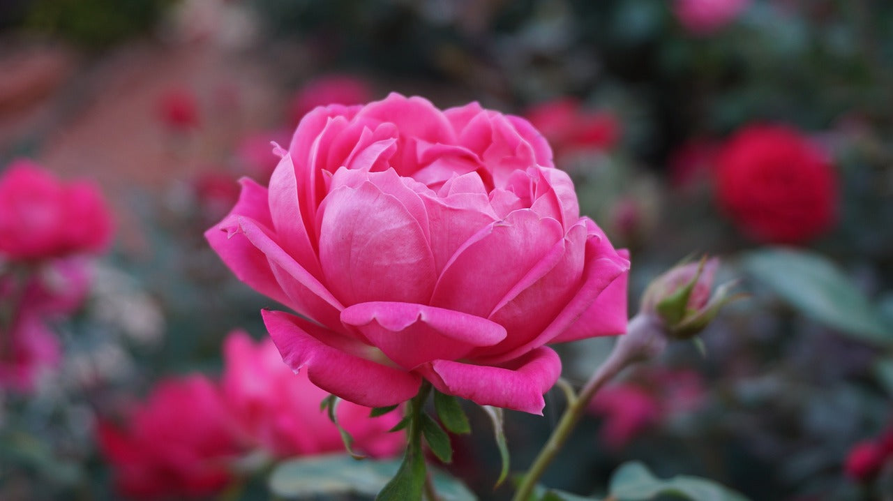 Les 10 plus belles fleurs du monde