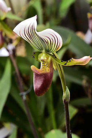 Nom de Fleur Rare: Découvrez 7 Merveilles Botaniques