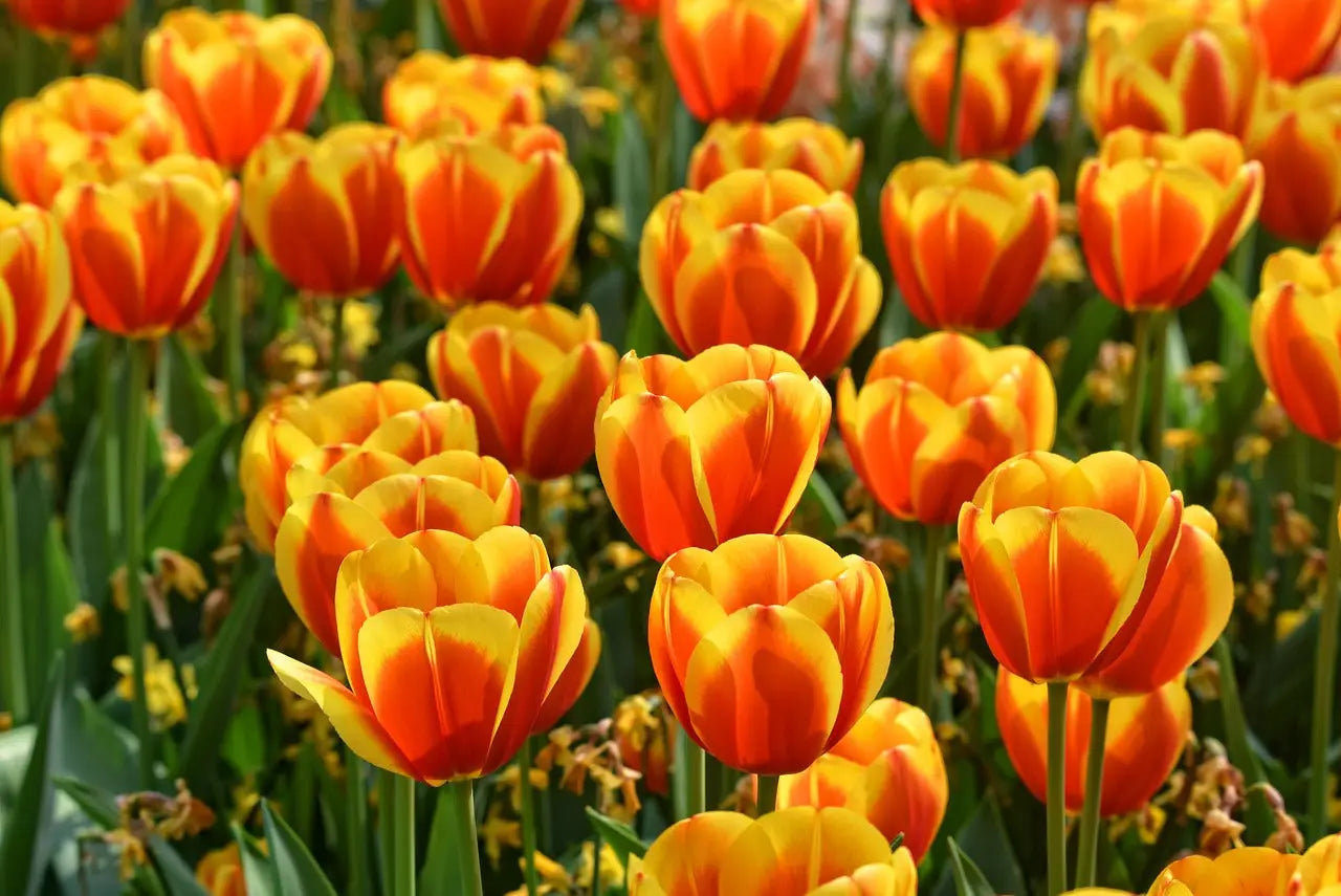 Les 10 plus belles fleurs du monde
