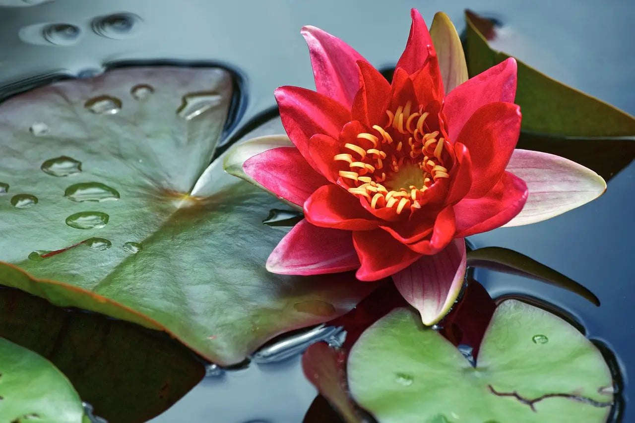 Les 10 plus belles fleurs du monde